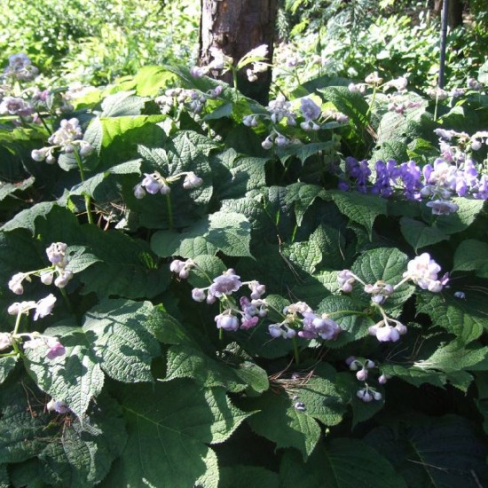 Deinantė (Deinanthe caerulea) ‘Blue Wonder’