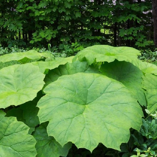 Astilboidė  (Astilboides tabularis)