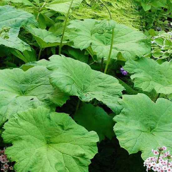 Astilboidė  (Astilboides tabularis)