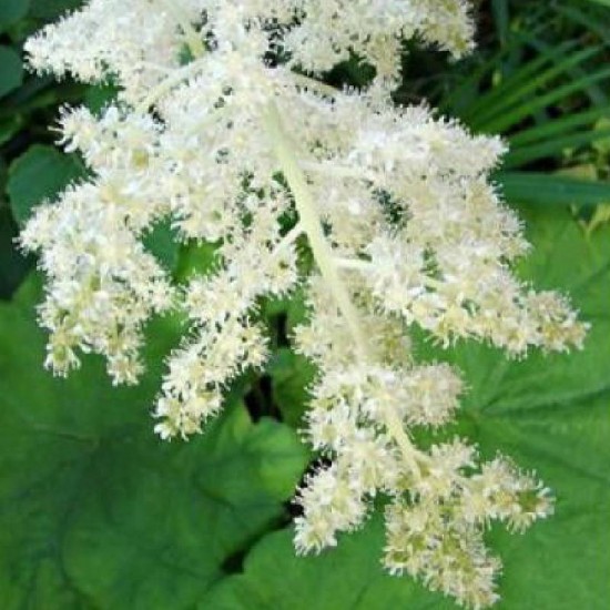 Astilboidė  (Astilboides tabularis)