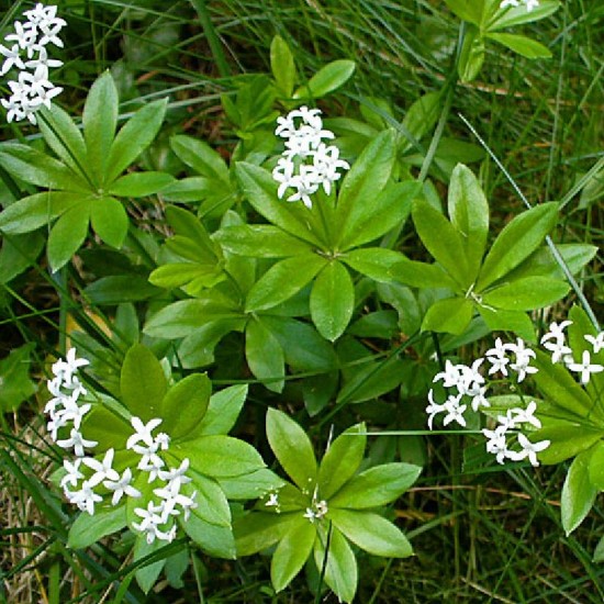 Lipikas kvapusis (Galium odoratum)