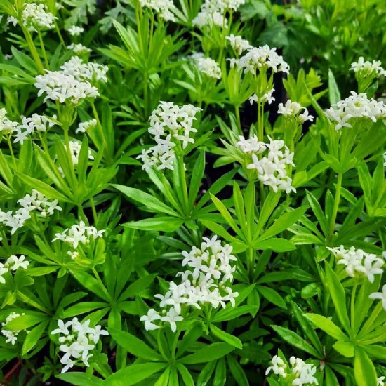 Lipikas kvapusis (Galium odoratum)