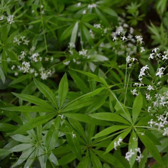 Lipikas kvapusis (Galium odoratum)