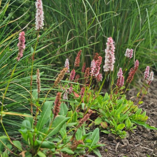 Rūgtis (Persicaria affinis) ‘Darjeeling Red‘