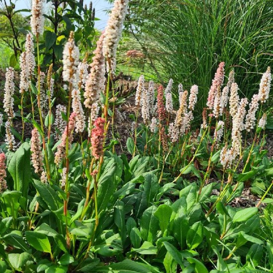 Rūgtis (Persicaria affinis) ‘Darjeeling Red‘