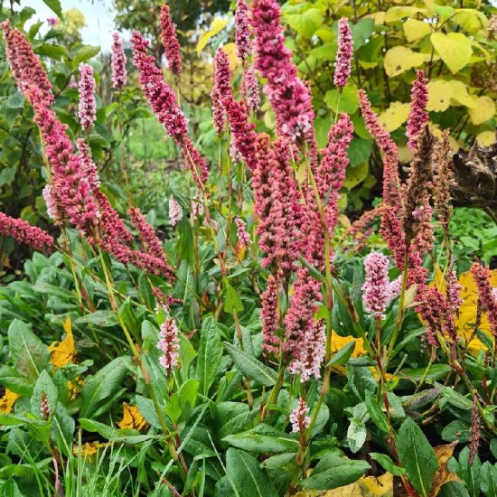 Rūgtis (Persicaria affinis) ‘Darjeeling Red‘