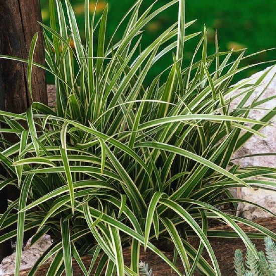 Viksva žvilgioji ( Carex morrowii) 'Ice Dance'