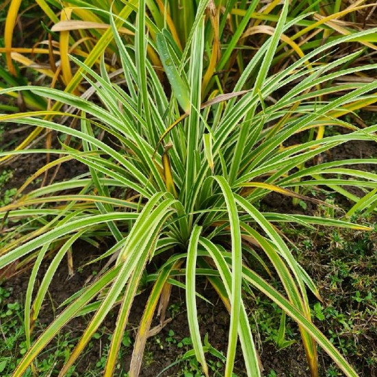 Viksva žvilgioji ( Carex morrowii) 'Ice Dance'