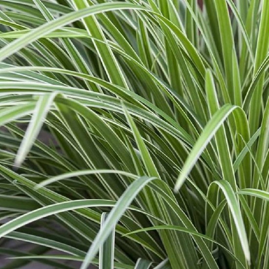 Viksva žvilgioji ( Carex morrowii) 'Ice Dance'