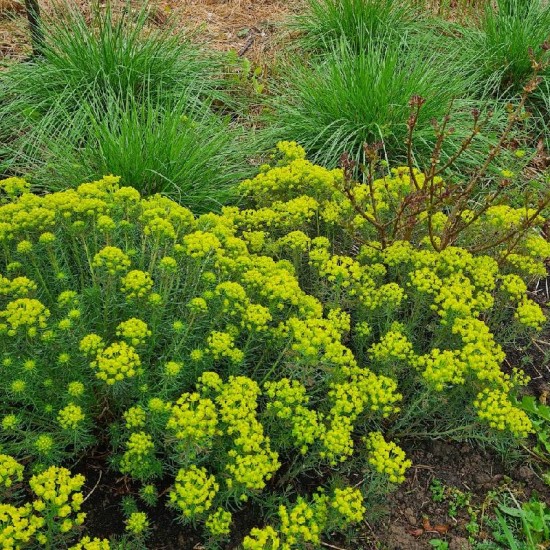 Karpažolė siauralapė (Euphorbia cyparissias) ‘Fens Ruby’