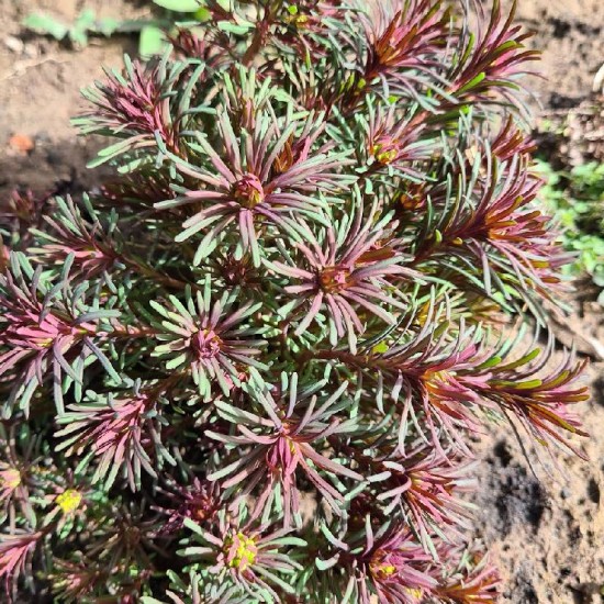 Karpažolė siauralapė (Euphorbia cyparissias) ‘Fens Ruby’