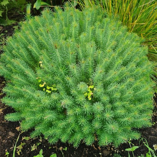 Karpažolė siauralapė (Euphorbia cyparissias) ‘Fens Ruby’