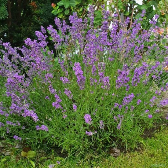 Levanda tikroji (Lavandula angustifolia) ‘Hidcote Blue’