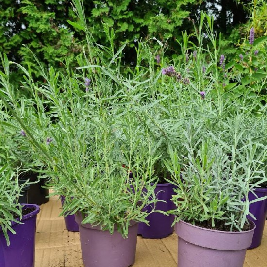 Levanda tikroji (Lavandula angustifolia) ‘Hidcote Blue’
