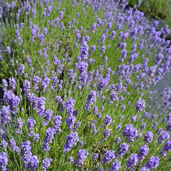 Levanda tikroji (Lavandula angustifolia) ‘Hidcote Blue’
