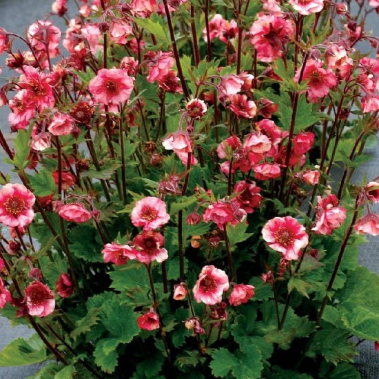 Žiognagė (Genum) 'Tempo Rose'