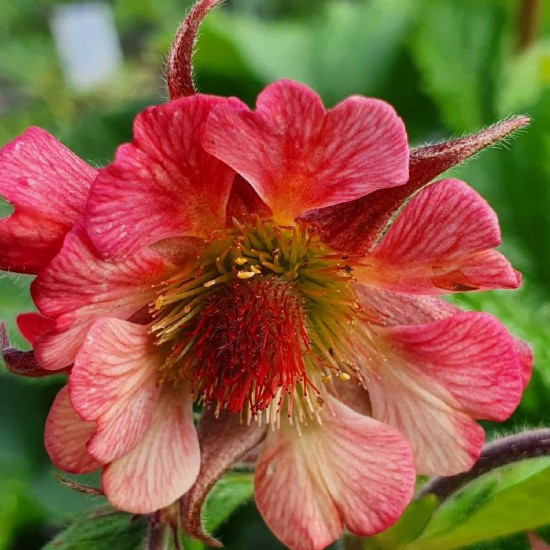 Žiognagė (Genum) 'Tempo Rose'