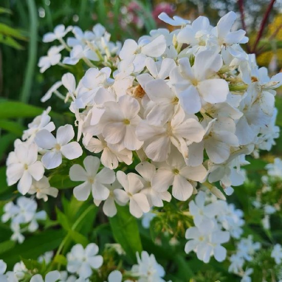 Fliokas šluotelinis (Phlox paniculata) 'Alba'