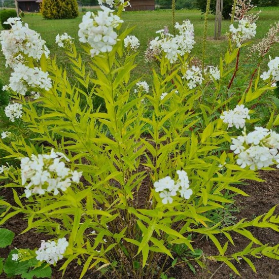 Fliokas šluotelinis (Phlox paniculata) 'Alba'