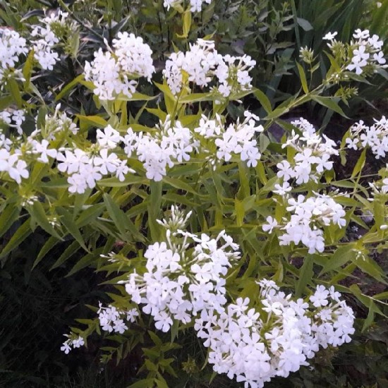 Fliokas šluotelinis (Phlox paniculata) 'Alba'