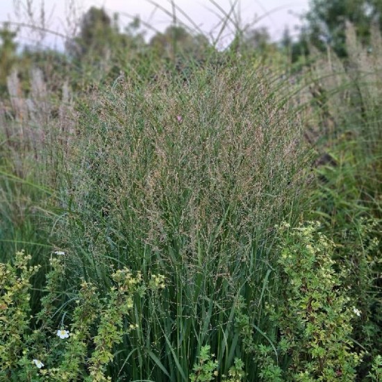 Sora rykštėtoji (Panicum virgatum) ‘Heavy Metal’