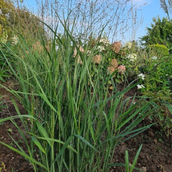 Sora rykštėtoji (Panicum virgatum) ‘Heavy Metal’