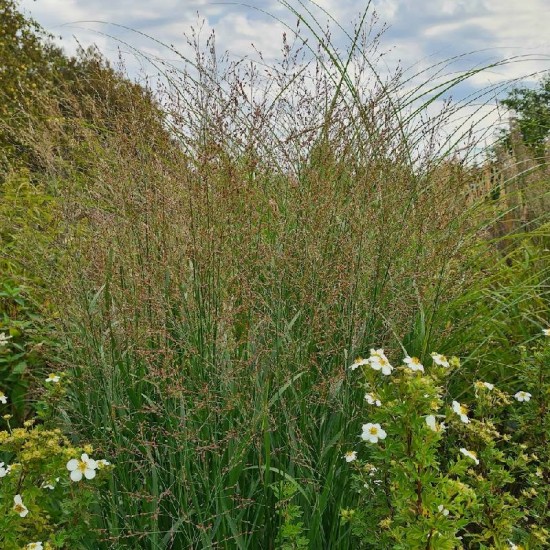 Sora rykštėtoji (Panicum virgatum) ‘Heavy Metal’