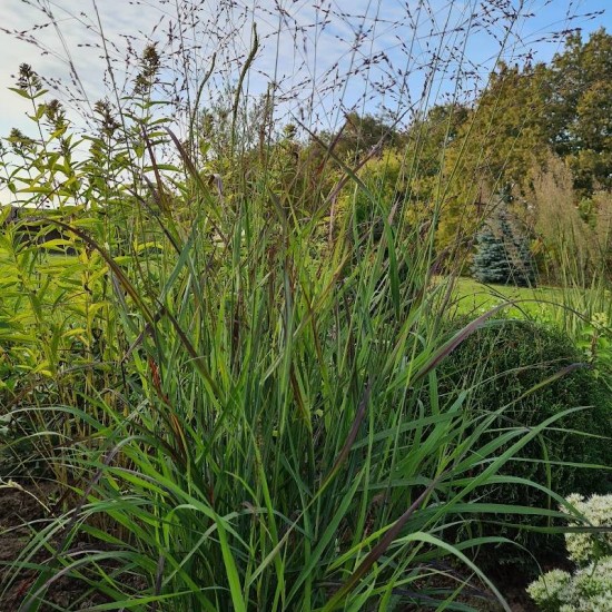 Sora rykštėtoji (Panicum virgatum) ‘Black and Light’