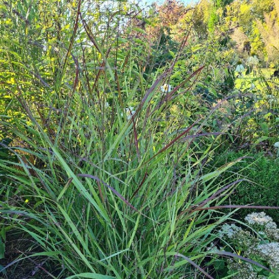 Sora rykštėtoji (Panicum virgatum) ‘Black and Light’