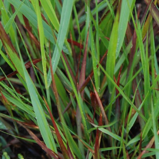 Sora rykštėtoji (Panicum virgatum) ‘Black and Light’