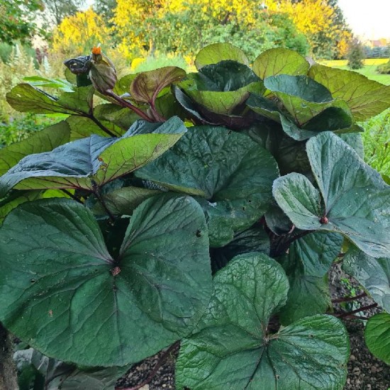 Dantytoji gaurė ( Ligularia dentata )