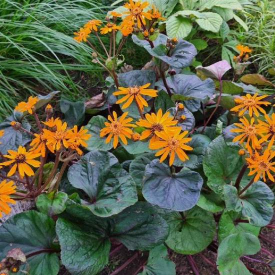 Dantytoji gaurė ( Ligularia dentata )