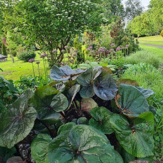 Dantytoji gaurė ( Ligularia dentata )