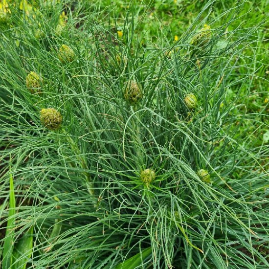 Plėnuvė geltonoji (Asphodeline lutea)