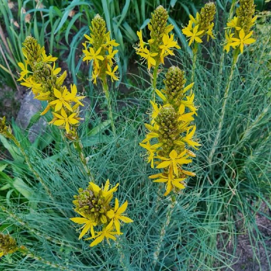 Plėnuvė geltonoji (Asphodeline lutea)