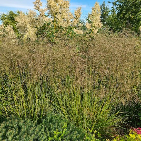 Šluotsmilgė kupstinė (Deschampsia cespitosa) 'Goldtau'