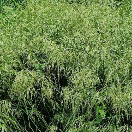 Šluotsmilgė kupstinė (Deschampsia cespitosa) 'Goldtau'