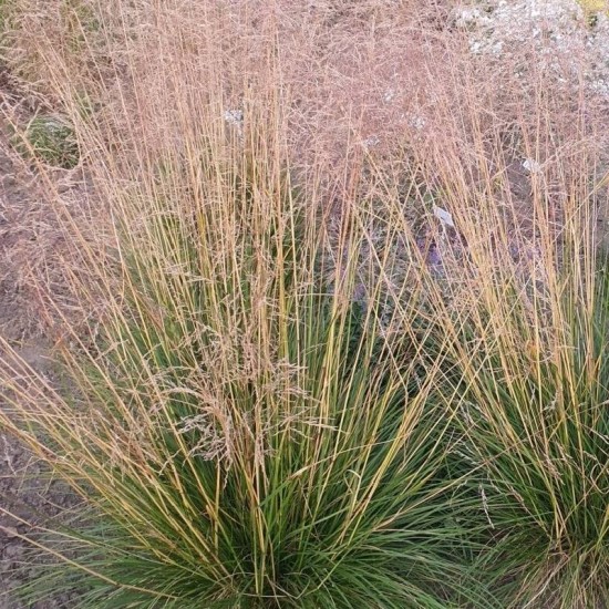 Šluotsmilgė kupstinė (Deschampsia cespitosa) 'Goldtau'