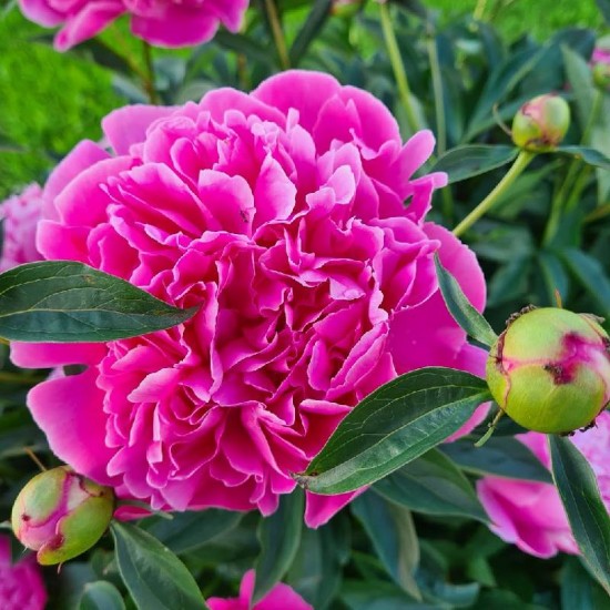 Bijūnas (Paeonia) ‘Edulis Superba‘
