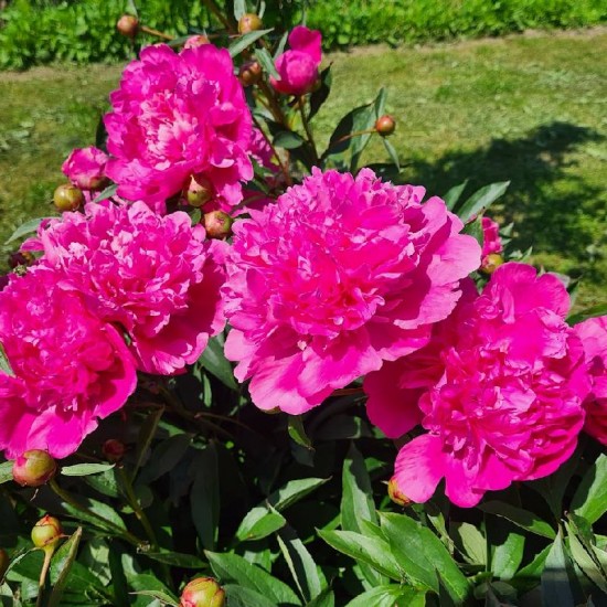 Bijūnas (Paeonia) ‘Edulis Superba‘