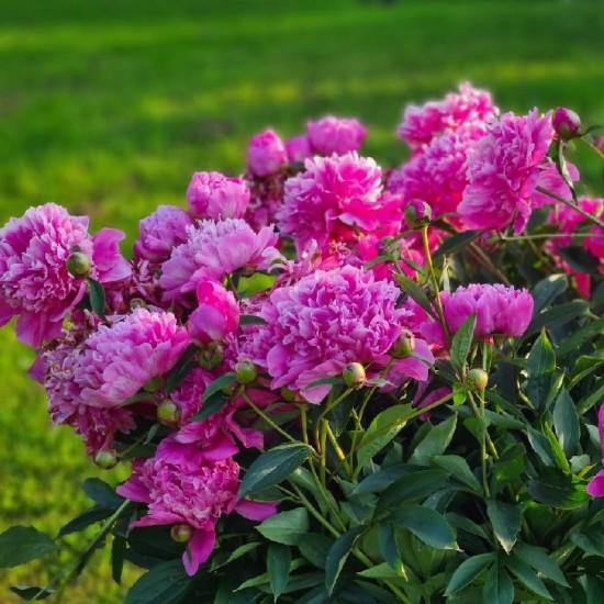 Bijūnas (Paeonia) ‘Edulis Superba‘