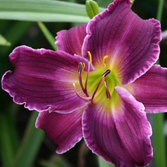 Viendienė (Hemerocallis) ‘Indian Giver‘