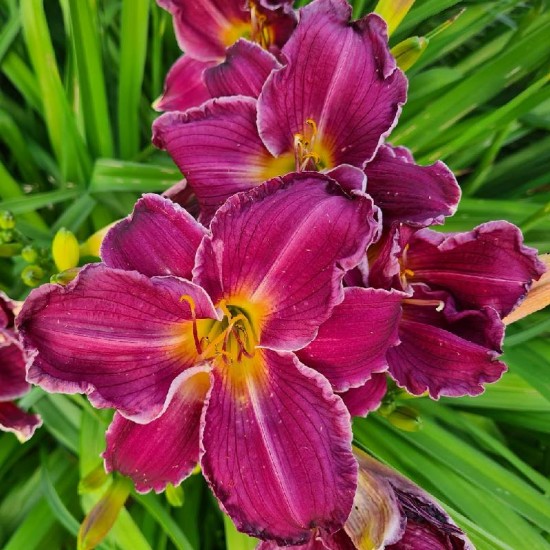 Viendienė (Hemerocallis) ‘Indian Giver‘