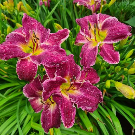 Viendienė (Hemerocallis) ‘Indian Giver‘