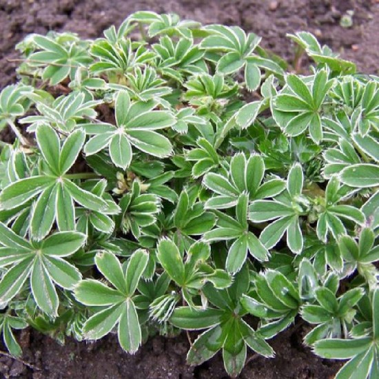 Rasakila alpinė (Alchemilla alpine)