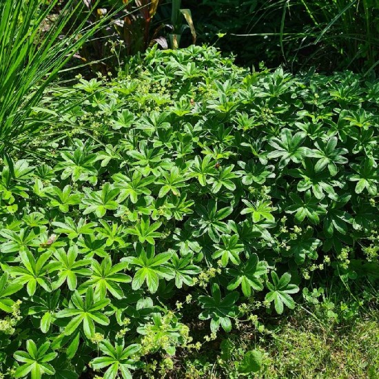 Rasakila alpinė (Alchemilla alpine)