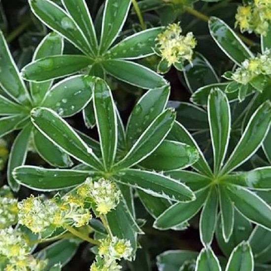 Rasakila alpinė (Alchemilla alpine)