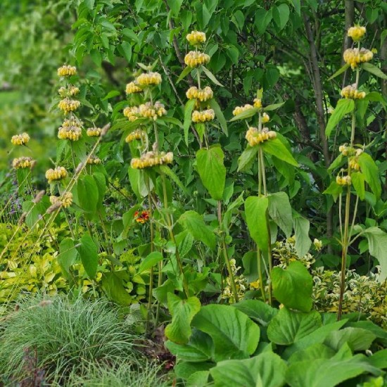 Gumbenė Raselo (Phlomis russeliana)