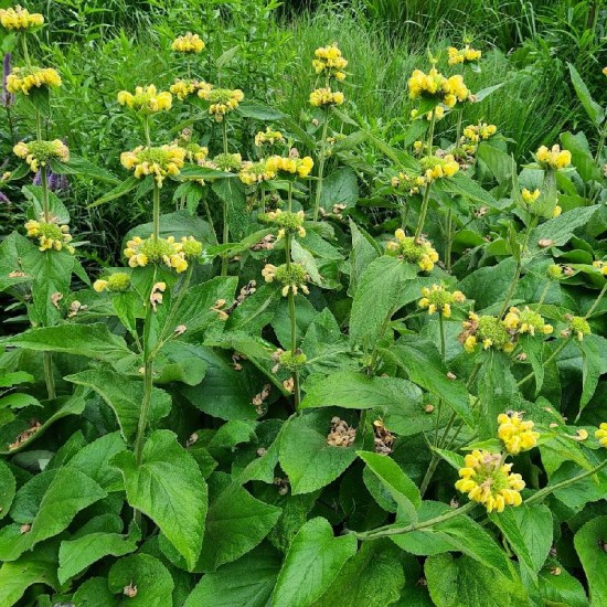 Gumbenė Raselo (Phlomis russeliana)