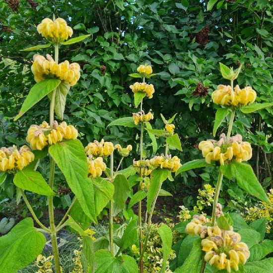 Gumbenė Raselo (Phlomis russeliana)